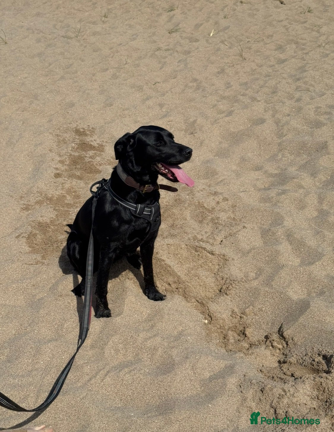 Labrador Retriever dogs 🐶💖Labrador Pups💙🐶 - Advert 1