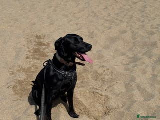 Labrador Retriever dogs 🐶💖Labrador Pups💙🐶 - Advert 1