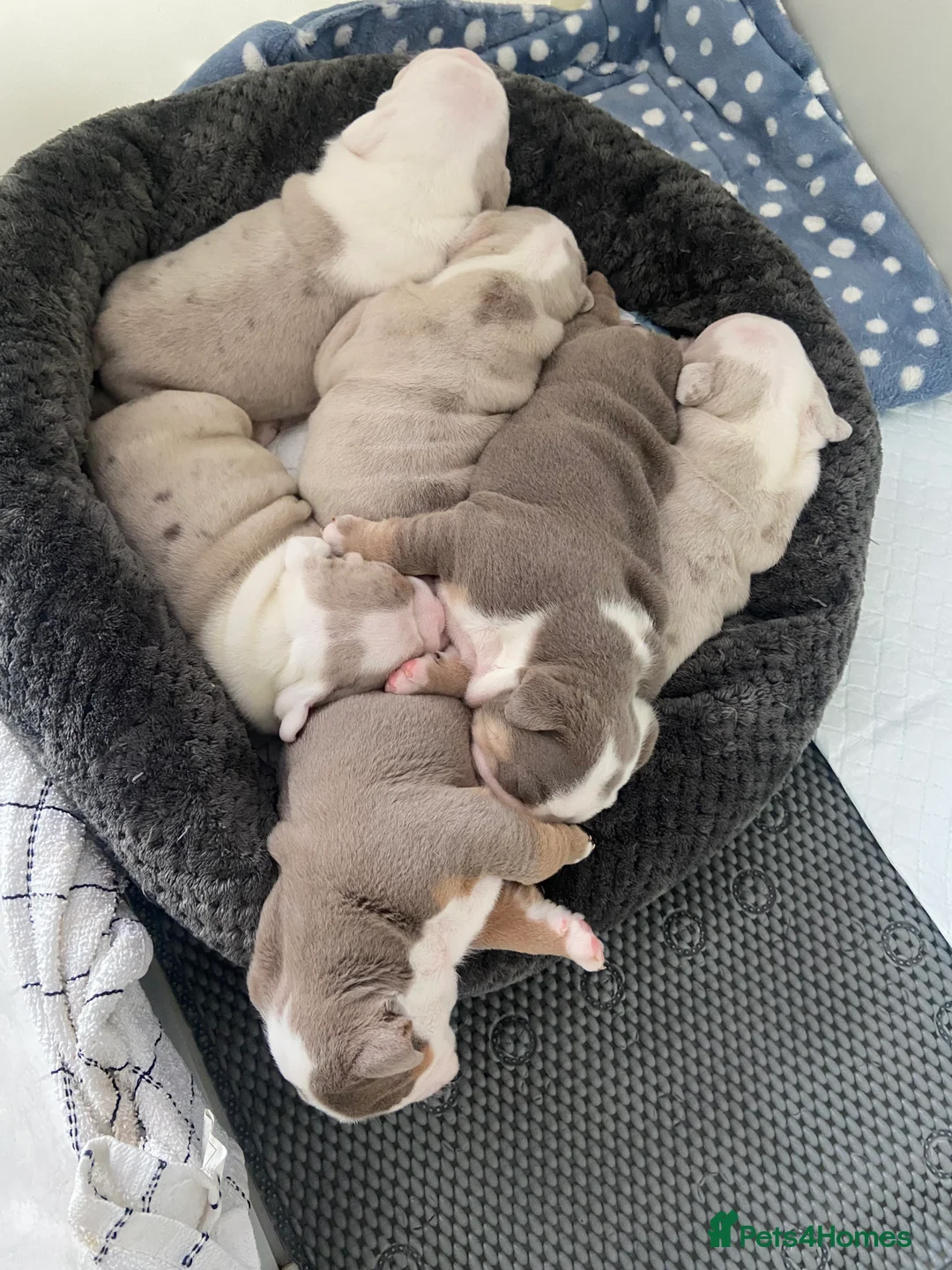 English Bulldog dogs for sale: The most beautiful bulldogs in manny - Advert 11
