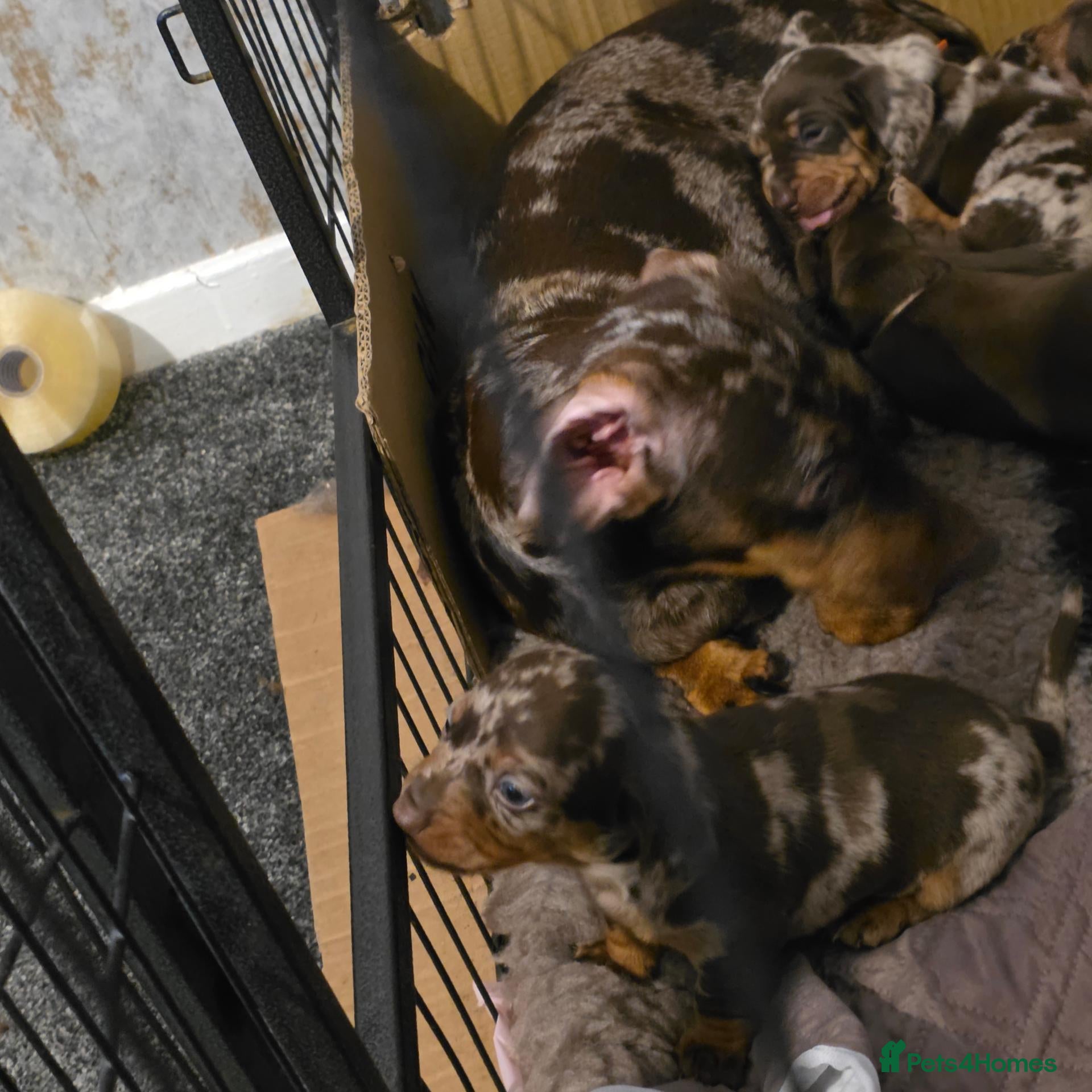 Dachshund dogs Sassgue dogs 2 of each sex available  - Advert 21