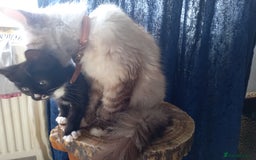 Ragdoll cats for sale: Half ragdoll kitten - Image 3
