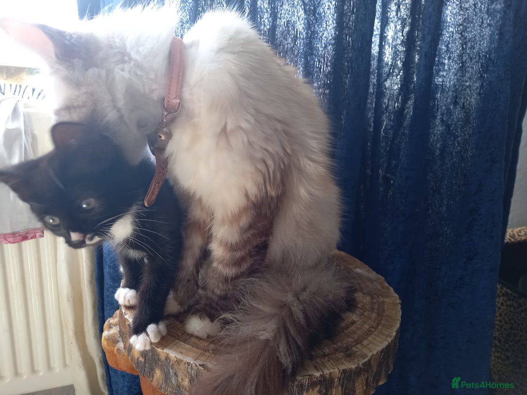 Ragdoll cats for sale: Half ragdoll kitten - Image 3