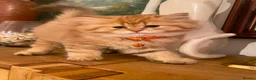 British Shorthair cats for sale: British shorthair kittens  - Advert 22