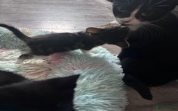 Mixed Breed cats for sale: 5 kittens for sale 2 male 3 female  - Image 4