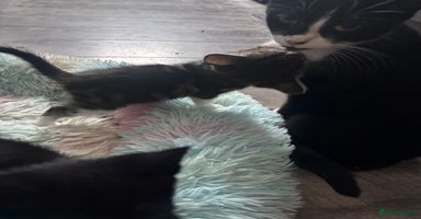 Mixed Breed cats - Advert 10