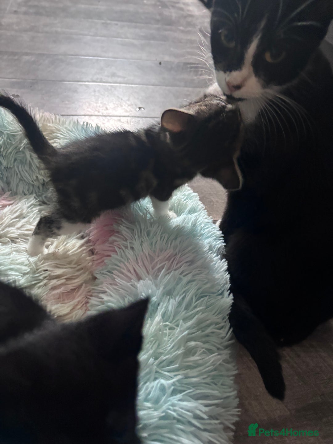 Mixed Breed cats for sale: 5 kittens for sale 2 male 3 female  - Image 4