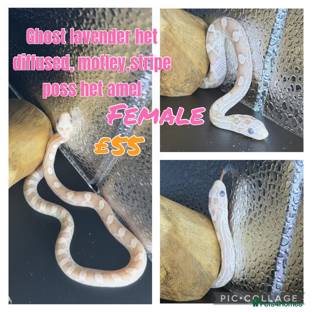 Corn Snake reptiles for sale: Different variations of lavender corn snake babies - Image 8