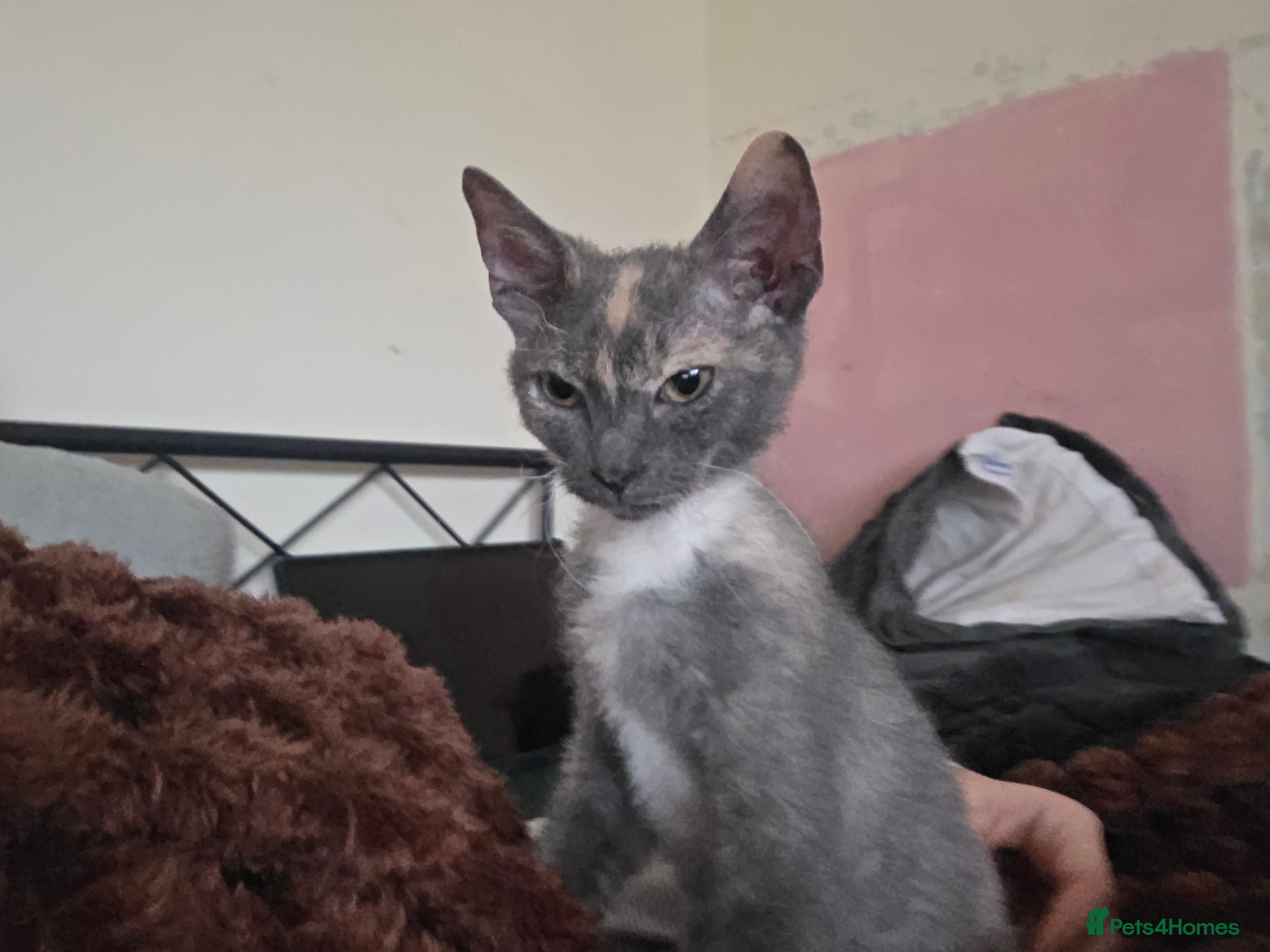 Mixed Breed cats Beautiful Female Kitten Looking for a Loving Home - Advert 1