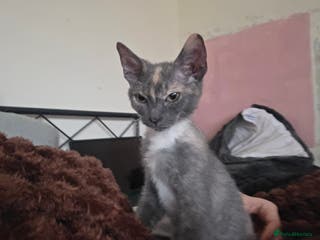 Mixed Breed cats Beautiful Female Kitten Looking for a Loving Home - Advert 14