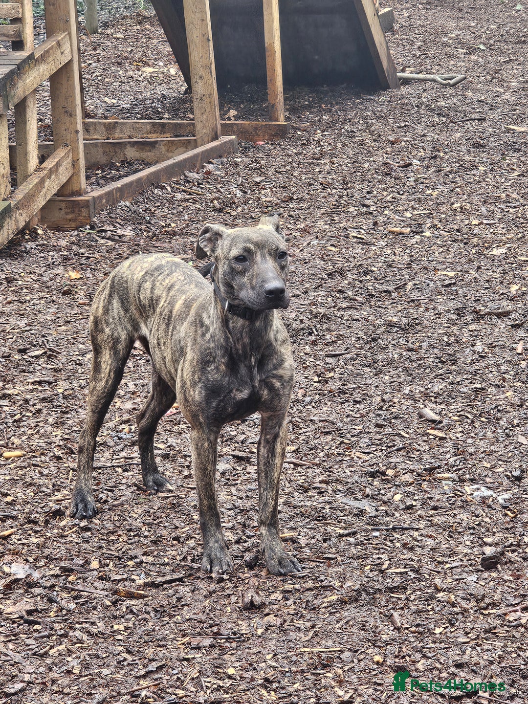 Mixed Breed dogs for sale: Beautiful lurcher x bullmastiff  - Advert 3