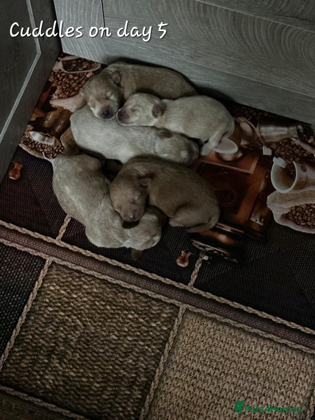 Schnoodle dogs for sale: 5 Adorable Schnoodle Puppies ❤️🩷💚💙🧡 - Image 4