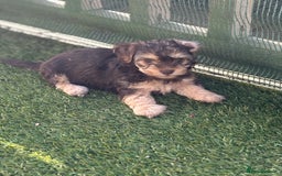 Mixed Breed dogs for sale: Shichon cross dachshund - Image 9