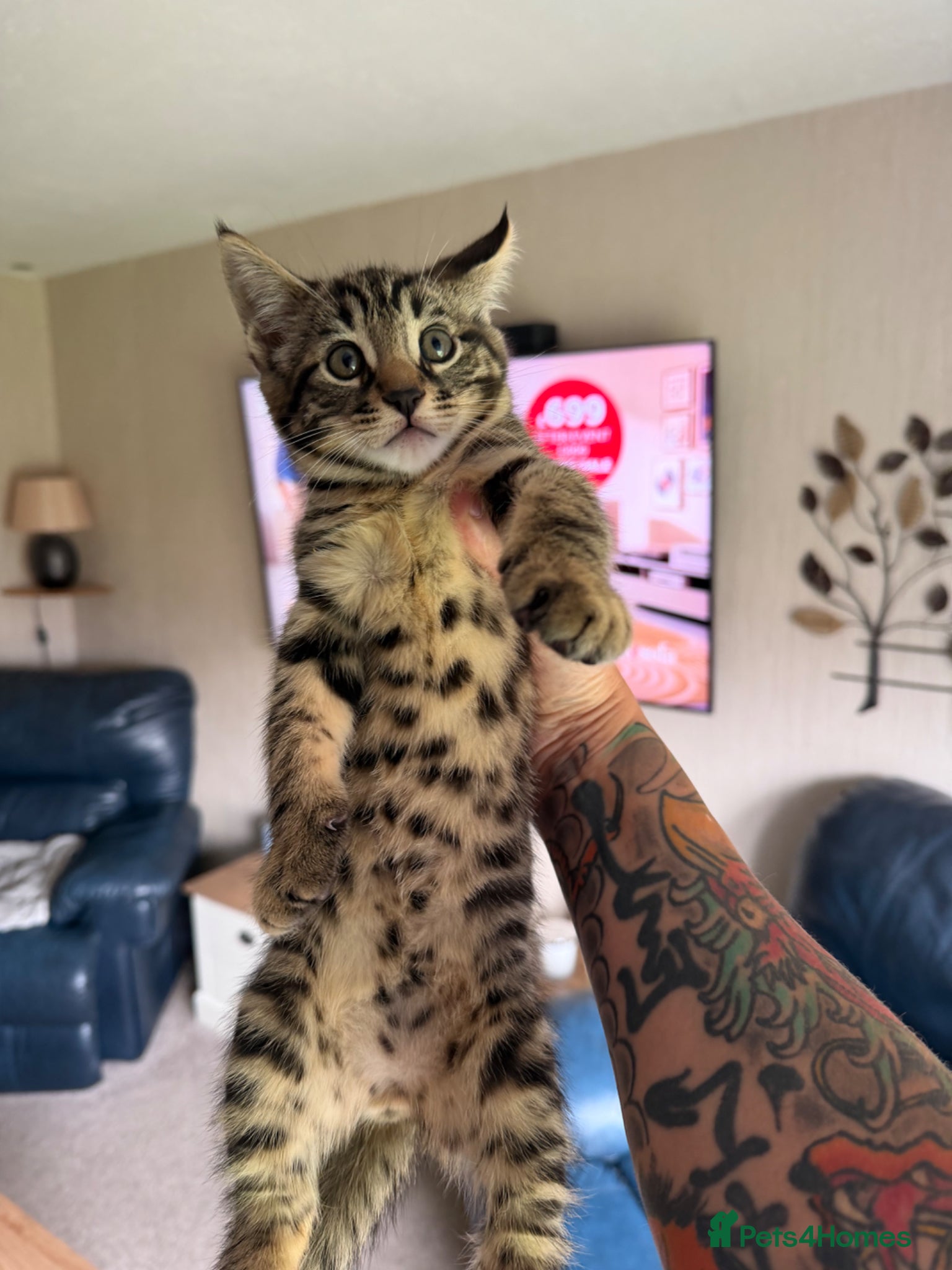 Mixed Breed cats Maine Coon x Bengal Kittens - Advert 1