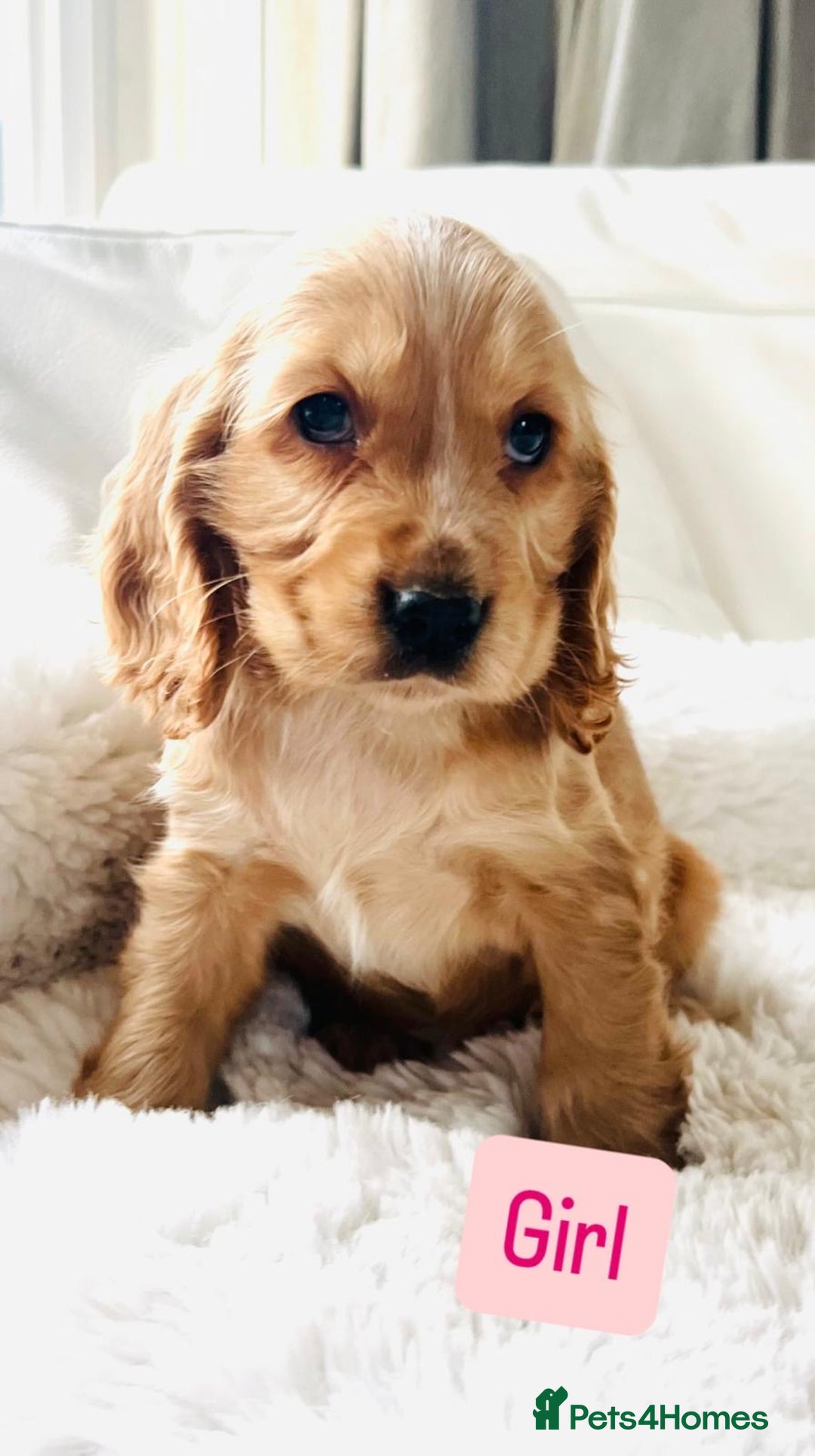 Cocker Spaniel dogs for sale: KC Registered Show Cocker puppies  - Advert 8