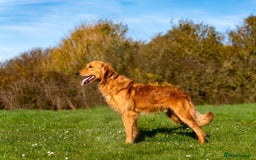 Golden Retriever dogs for sale: KC Reg Golden Retriever Stud - Health Tested - Advert 2