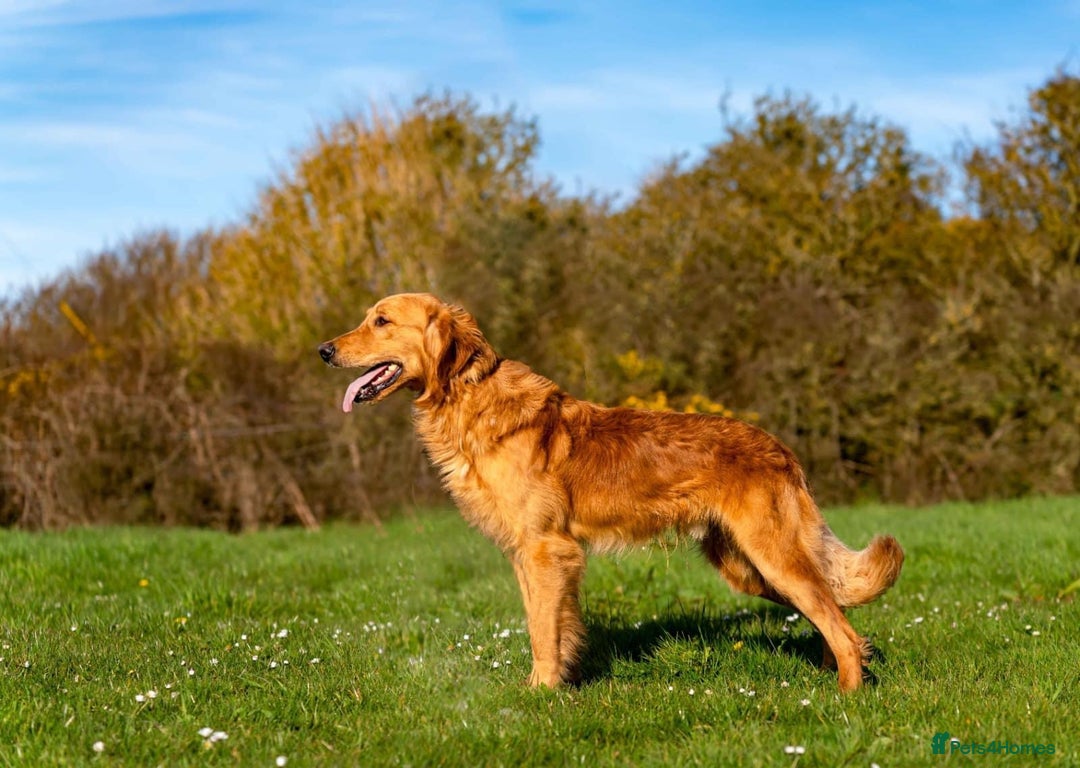 Golden Retriever dogs for sale: KC Reg Golden Retriever Stud - Health Tested - Advert 2