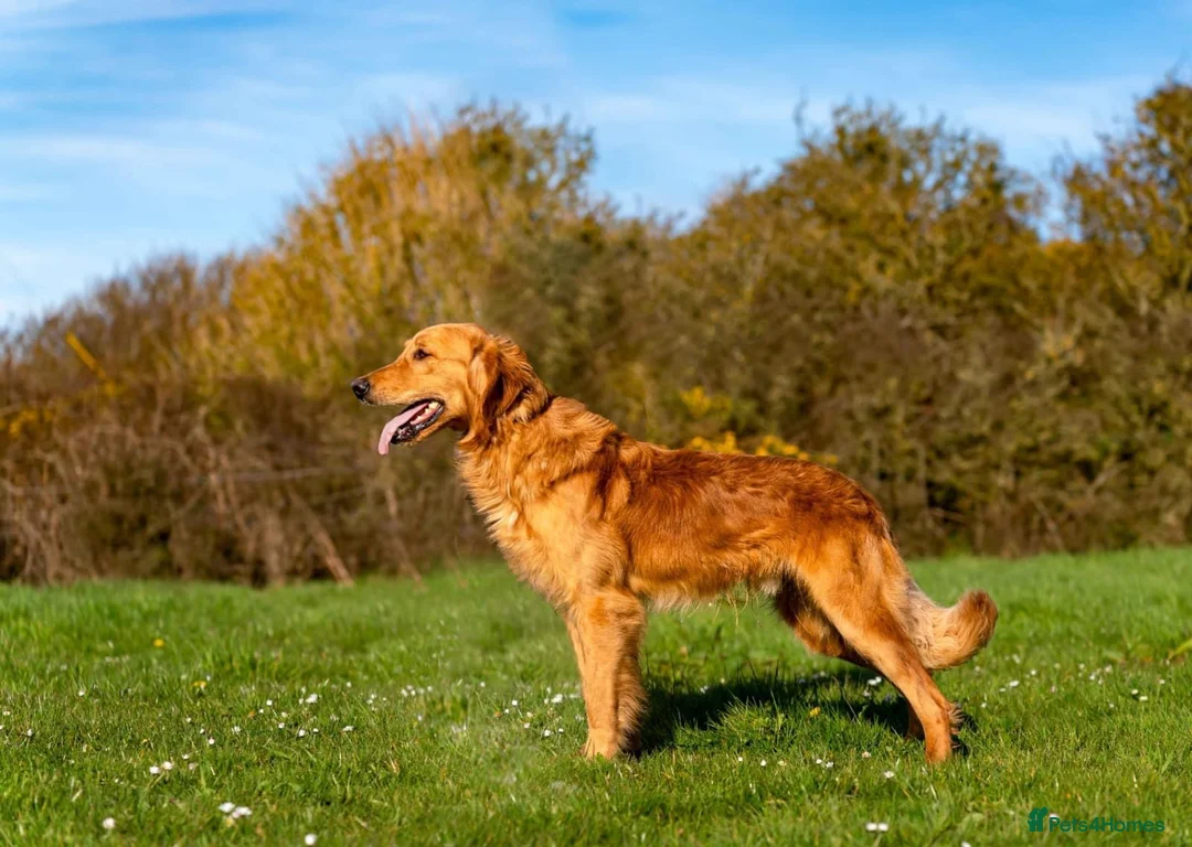 Golden Retriever dogs for sale: KC Reg Golden Retriever Stud - Health Tested - Advert 2