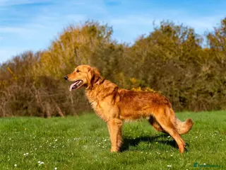 Golden Retriever dogs KC Reg Golden Retriever Stud - Health Tested - Advert 9