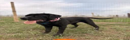 Mixed Breed dogs for sale: Bonnie - Advert 5