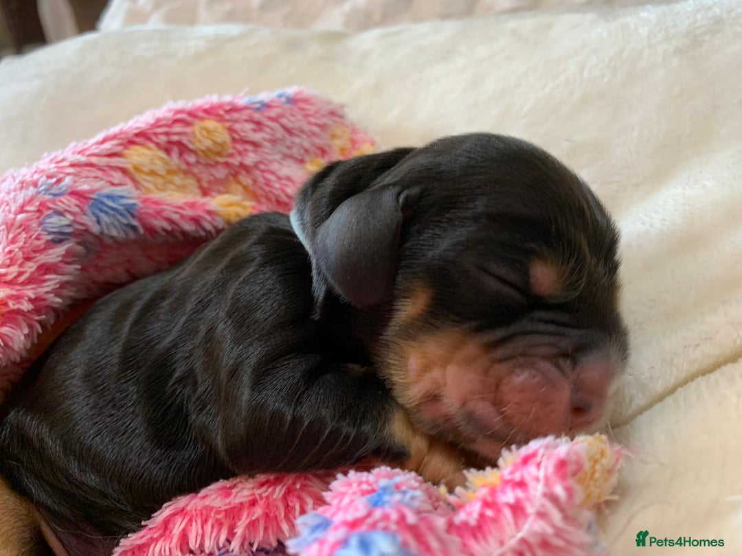 Cocker Spaniel dogs for sale: KC Show Carefully bred for Health and Temperament  - Image 24