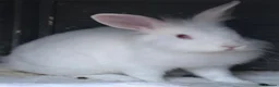 Mixed Breed rabbits for sale: Sale rehome 12 to 18month old bonded bunnies - Advert 5