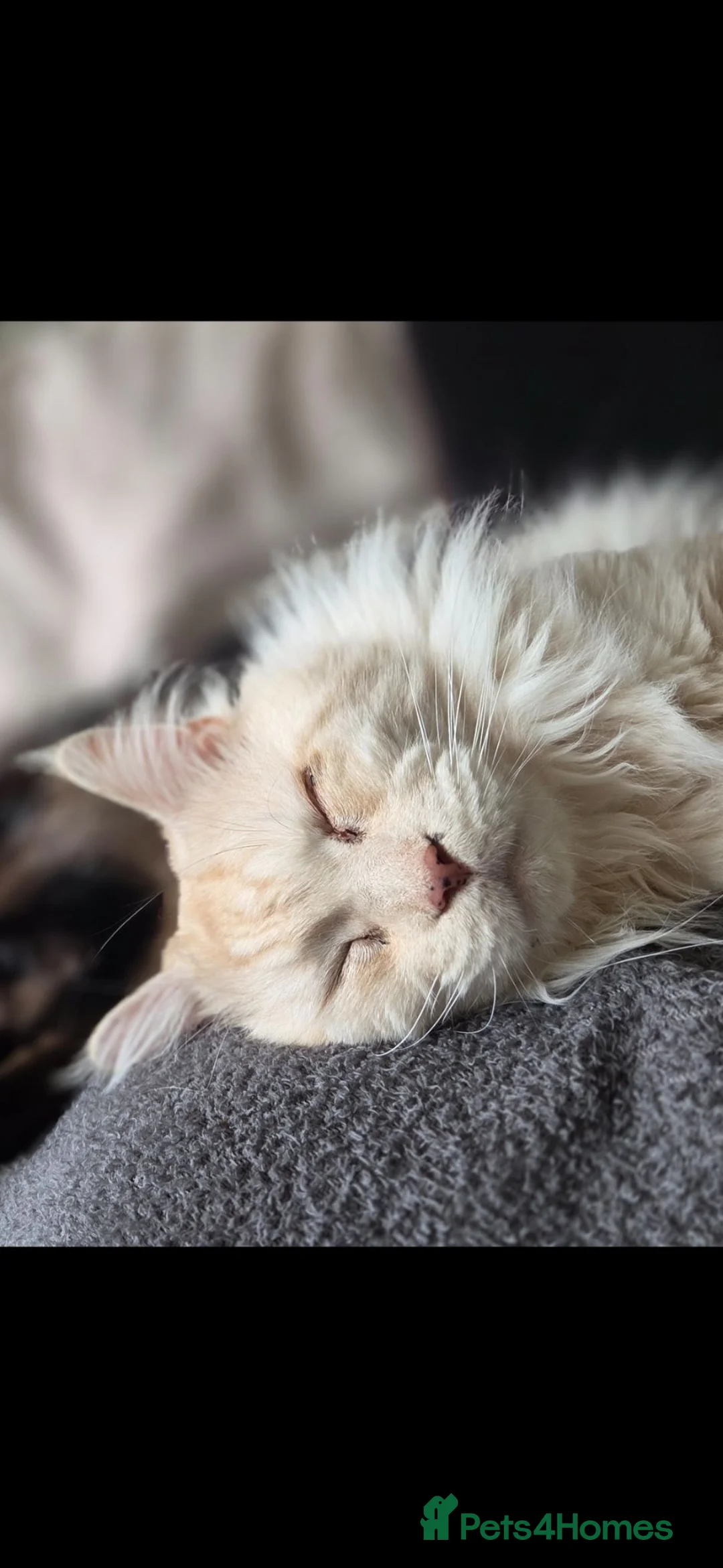Maine Coon cats for sale: Mainecoon for Sale - Advert 4