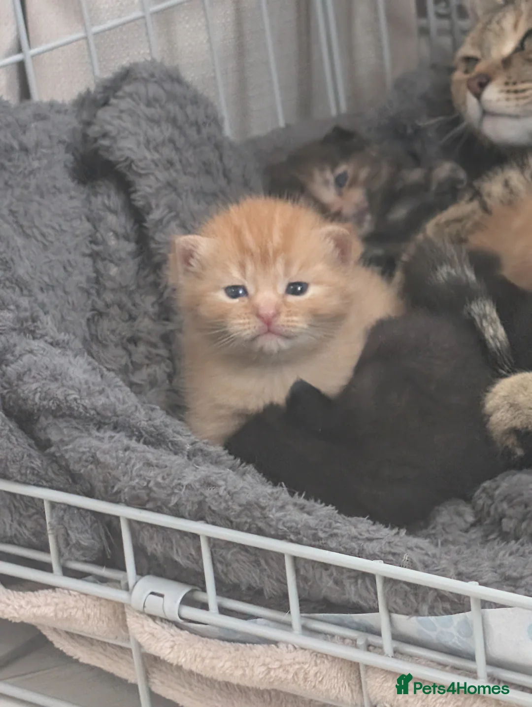Mixed Breed cats for sale: Beautiful kittens - Advert 2