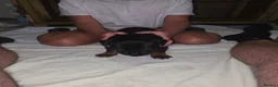 Chinese Red Dog dogs for sale: Stunning Chinese Red Dog Puppies. in Manchester - Advert 8