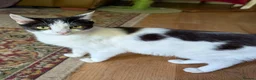 Mixed Breed cats for sale: Dave's baby - Advert 1