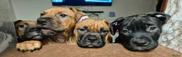 Mixed Breed dogs for sale: Bullmastiff x puppies 🐶  - Advert 16