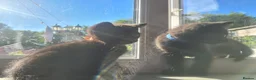 Mixed Breed cats for sale: Stunning Part Siamese Kittens. in Wrexham - Advert 14