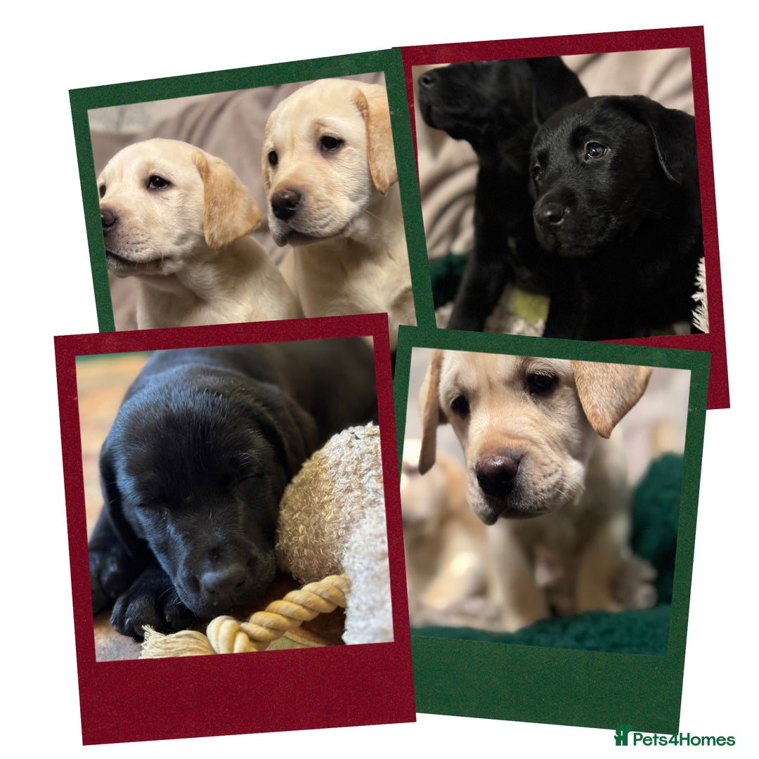 Labrador Retriever dogs for sale: KC *Vet Inspected* Black & Yellow Labrador Pups  - Advert 2