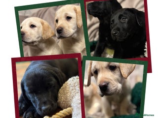 Labrador Retriever dogs KC *Vet Inspected* Black & Yellow Labrador Pups - Advert 3