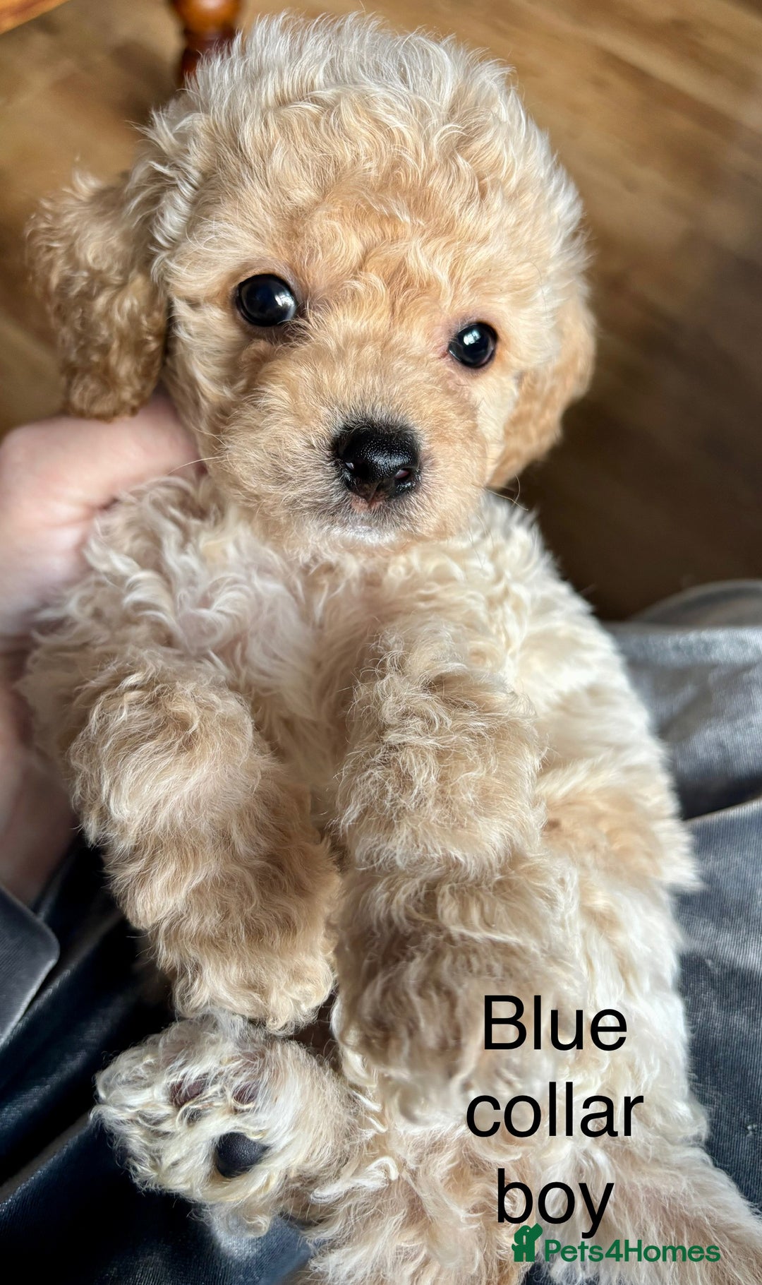 Cavachon dogs for sale: Super friendly, Litter trained Cavapoochon’s - Image 2