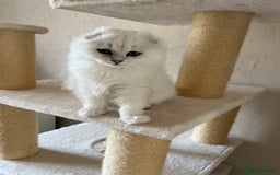 Scottish Fold cats for sale: Scottish Kittens – Fold & Straight – Ready Now - Image 31
