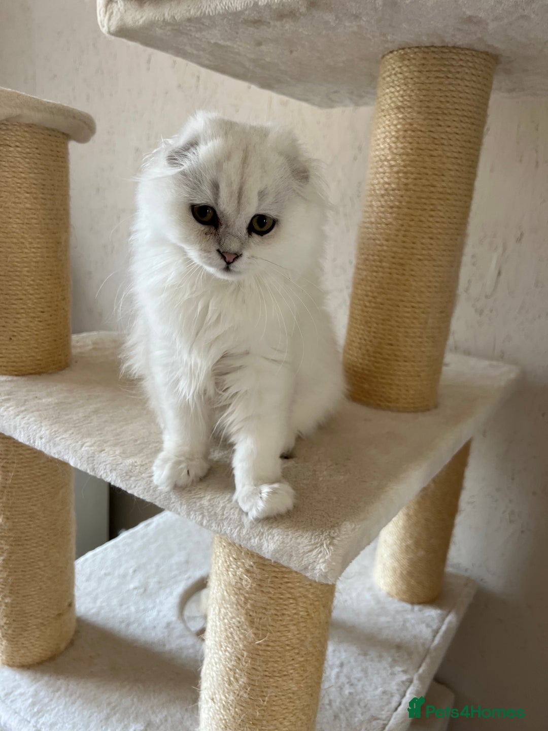 Scottish Fold cats for sale: Scottish Kittens – Fold & Straight – Ready Now - Image 31