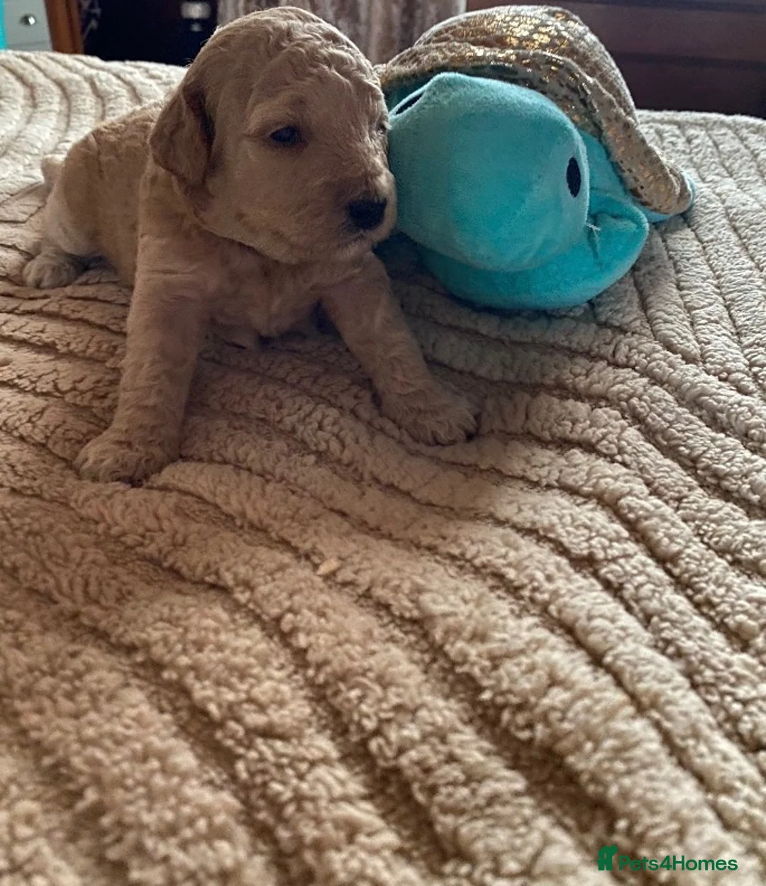 Mixed Breed dogs for sale: Tibetan x poodles  in Houghton le Spring - Advert 1