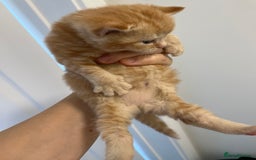 Scottish Fold cats for sale: Scottish fold X kittens for sale - Image 5