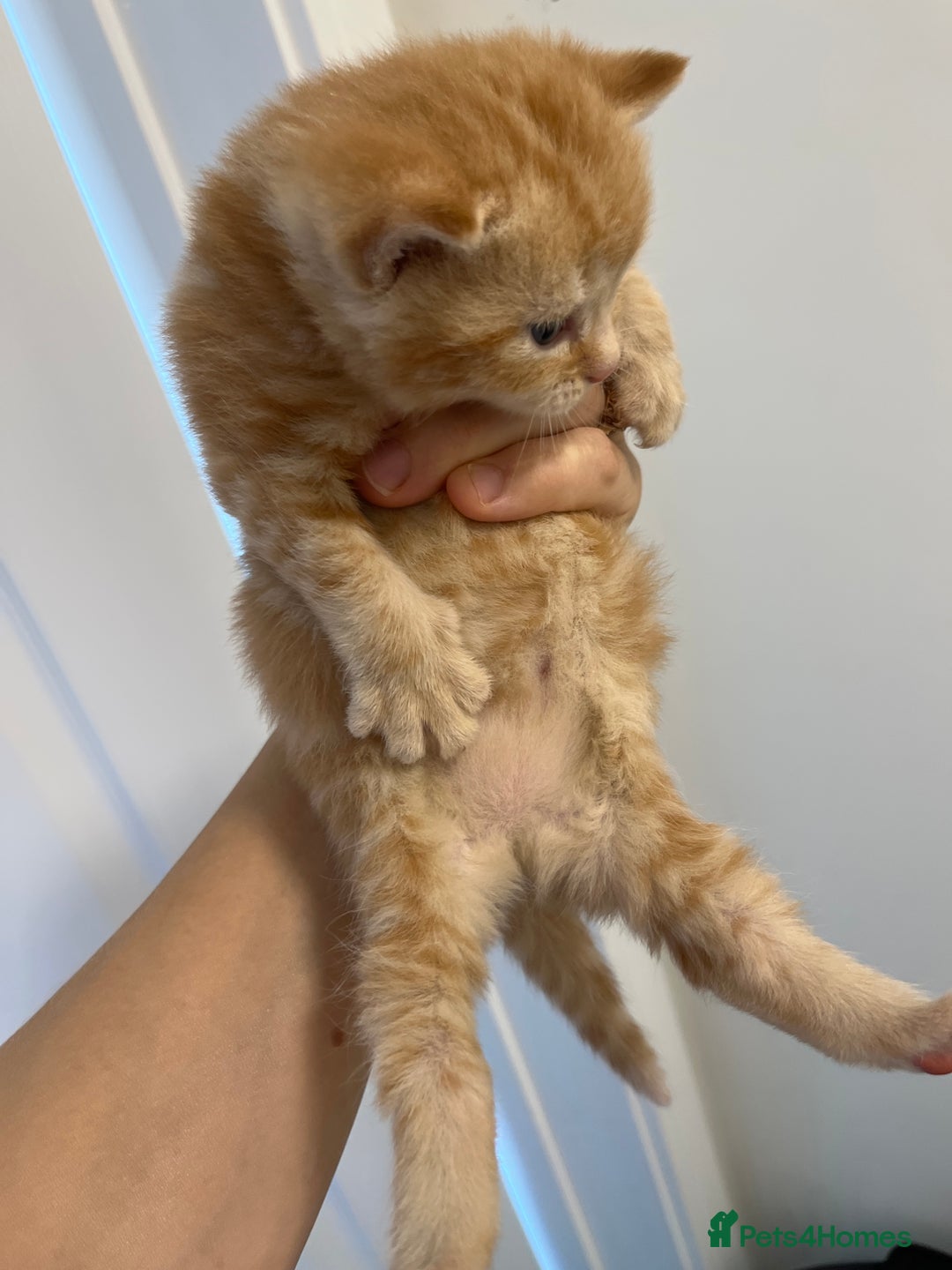 Scottish Fold cats for sale: Scottish fold X kittens for sale - Image 5