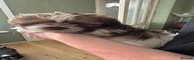 Shih Tzu 1