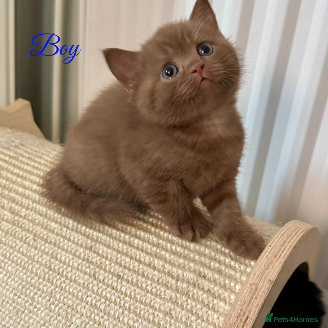 British Shorthair cats for sale: British shorthair kittens  - Image 2