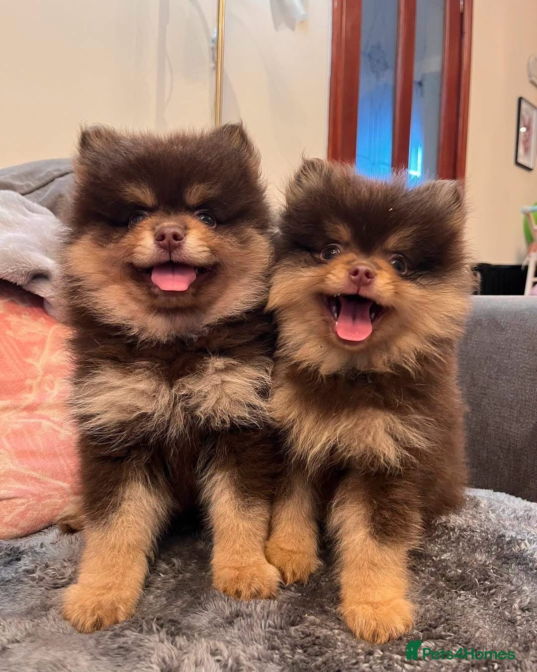 Chihuahua dogs READY NOW - double coat Pom puppies - Advert 1