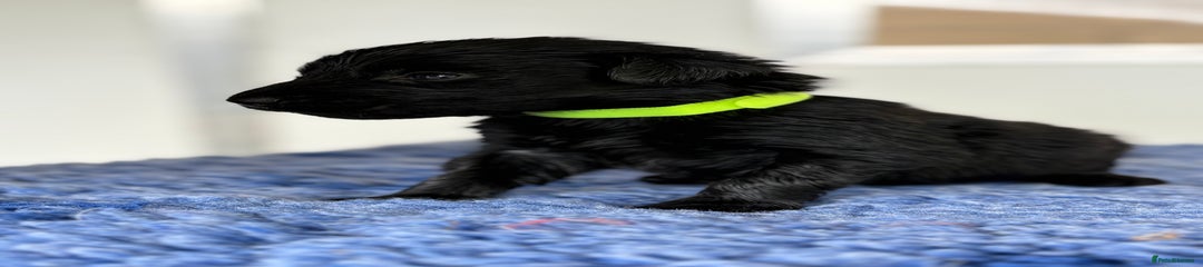 Flat coated Retriever 
