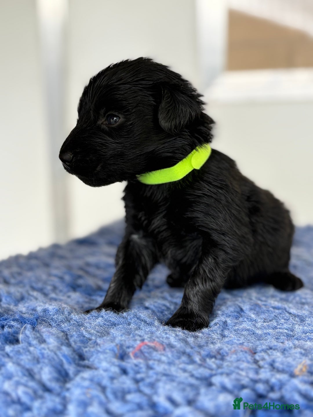 Flat coated Retriever dogs for sale: Beautiful home reared pups  - Image 5