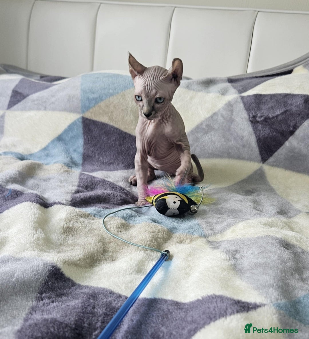 Sphynx cats for sale: Sphynx kitten - Image 6