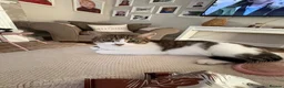 Domestic Shorthair cats for sale: Tabby/white kitten 9 weeks £100 - Advert 1