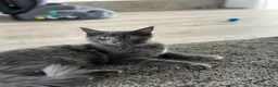 Maine Coon cats for sale: Blue smoke Maine coon  in Mansfield - Advert 9