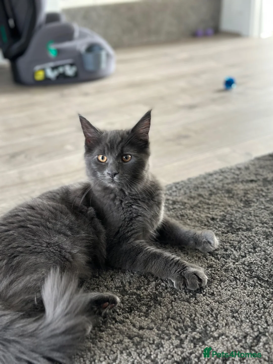 Maine Coon cats for sale: Blue smoke Maine coon  in Mansfield - Advert 9
