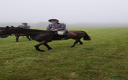 English Thoroughbred horses for sale: Smart hunter for sale - perfect mother/daughter - Image 3