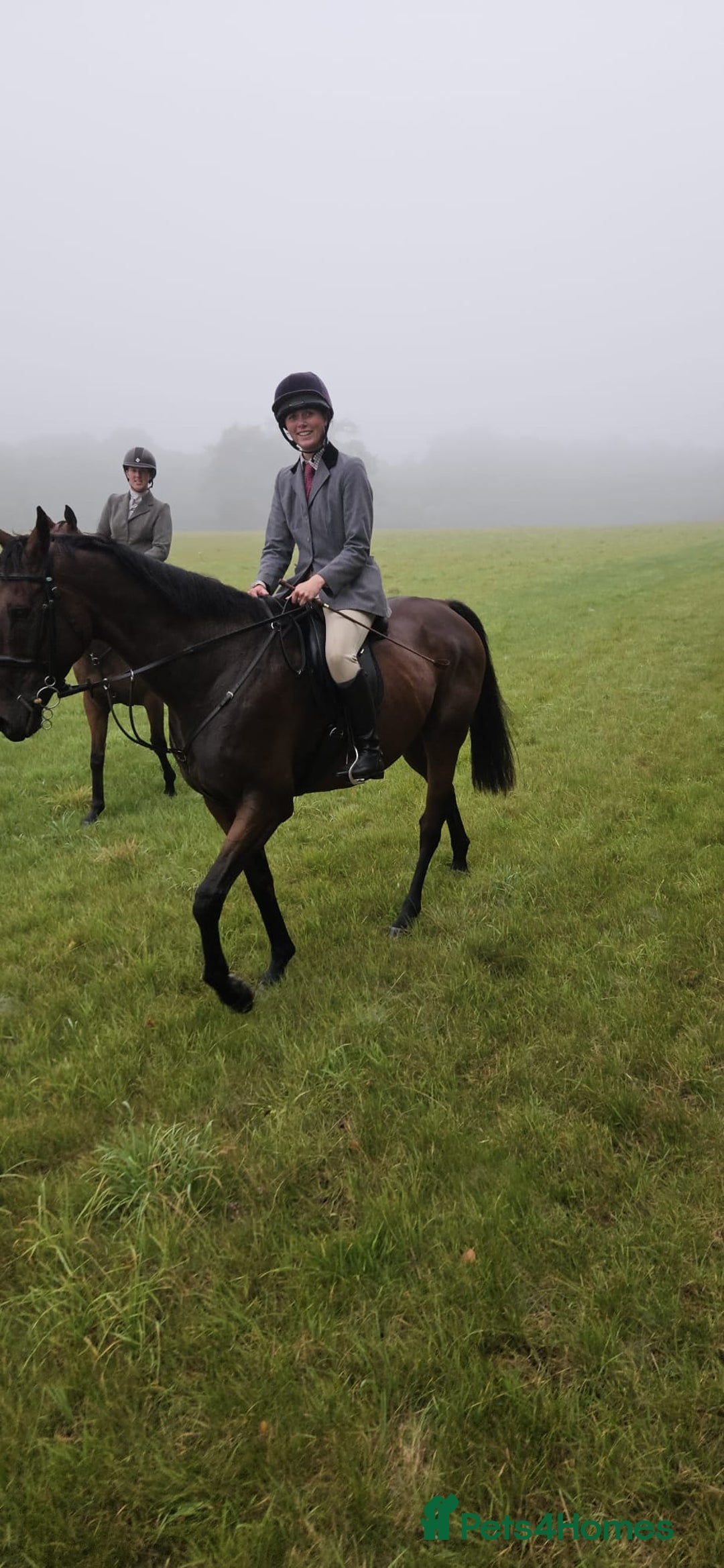 English Thoroughbred horses for sale: Smart hunter for sale - perfect mother/daughter - Image 3